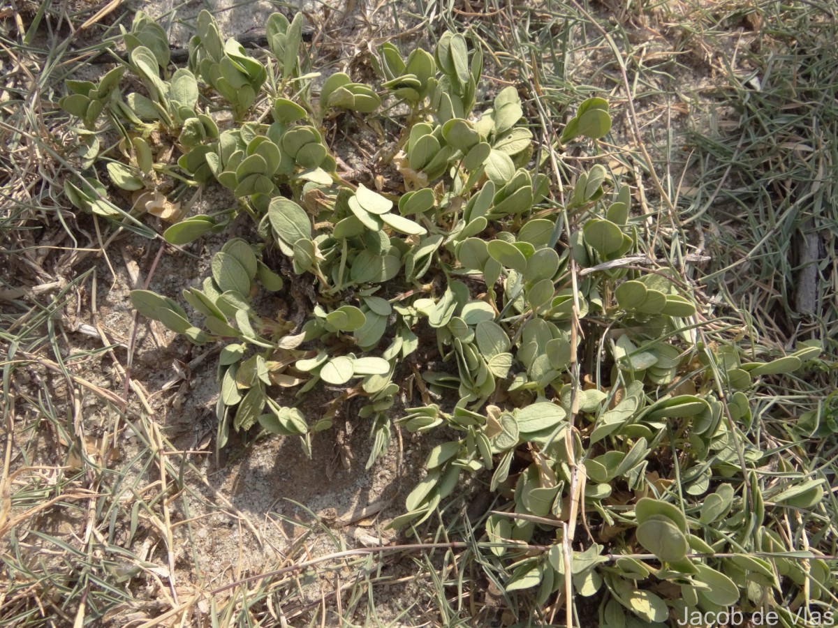 Synostemon bacciformis (L.) G.L.Webster
